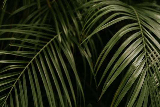 Sustainability in practice for Organic Island