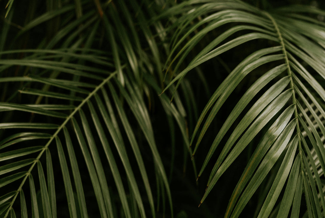 Sustainability in practice for Organic Island
